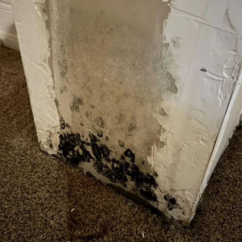 Professional Mold Removal in Newcastle, WY